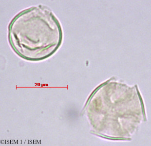 ISEM 1/Saurauia_rusbyi_29454/Saurauia_rusbyi_29454_0001(copy)_thumb.jpg